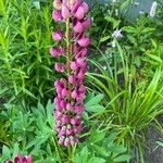 Lupinus × regalis Fiore