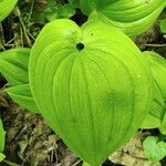 Maianthemum bifolium Лист