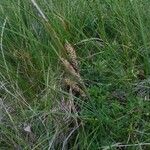 Carex nigra പുഷ്പം