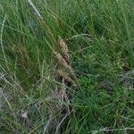 Carex nigra Λουλούδι