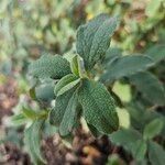 Cistus parviflorus ഇല