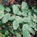 Thalictrum flavum Leaf