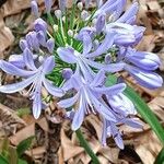 Agapanthus africanus Blomst