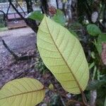 Annona haematantha Leaf