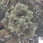 Cupressus sempervirensBlad