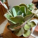 Echeveria gigantea Fulla