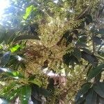 Elaeocarpus serratus Flor