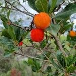 Arbutus × andrachnoides Frutto