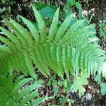 Dryopteris filix-masBlatt