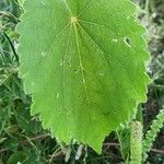 Abutilon hirtum Feuille