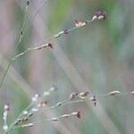 Panicum repens Diğer