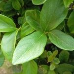 Viburnum suspensum Leaf