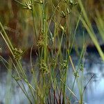 Cyperus conglomeratus Habit