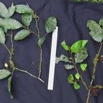 Desmopsis oerstedii Otro