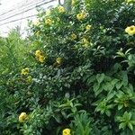 Allamanda catharticaNatur