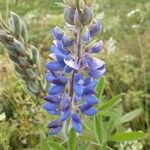 Lupinus angustifolius 花