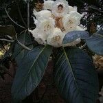 Rhododendron macabeanum Çiçek