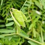 Vicia hirsuta ഫലം