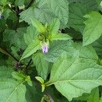 Nicandra physalodesBlomst