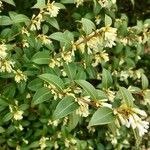 Osmanthus decorus Blatt