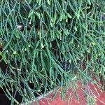 Hatiora salicornioides Leaf