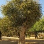Maerua crassifolia Hábito