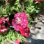 Petunia x atkinsiana പുഷ്പം