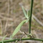 Chondrilla juncea Ліст