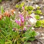 Trifolium alpinumBlomma