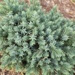 Juniperus squamata Fulla