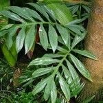 Alocasia brancifolia Лист