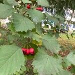 Crataegus coccineaFulla