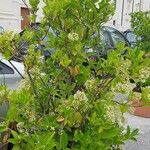 Viburnum odoratissimum Habitus