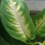 Dieffenbachia seguine Folio