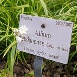 Allium zebdanense অন্যান্য