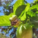 Passiflora quadrangularis Vrucht