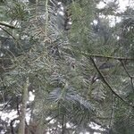 Abies grandis Blatt