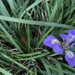 Iris unguicularis Цветок