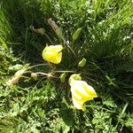 Oenothera triloba Hábito