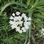 Allium polyanthum Прочее