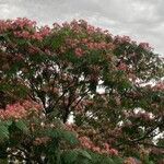 Albizia julibrissinLeaf