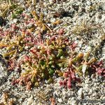 Calyptridium monandrum Habit