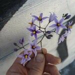 Solanum seaforthianum Flower
