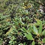 Rhododendron taliense Habit