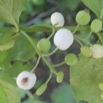 Chiococca alba Fruit