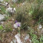 Muscari matritense Flower