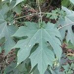 Montanoa hibiscifolia Leaf