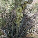 Yucca harrimaniae Lorea