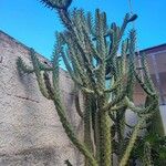 Austrocylindropuntia cylindrica Leht