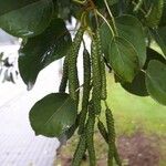 Alnus cordata Фрукт